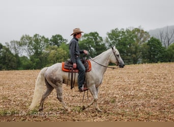 Caballo cuarto de milla, Caballo castrado, 7 años, Tordo