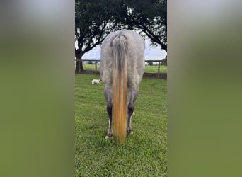 Caballo cuarto de milla, Caballo castrado, 7 años, Tordo