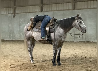 Caballo cuarto de milla, Caballo castrado, 7 años, Tordo