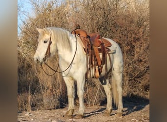 Caballo cuarto de milla, Caballo castrado, 7 años, White/Blanco