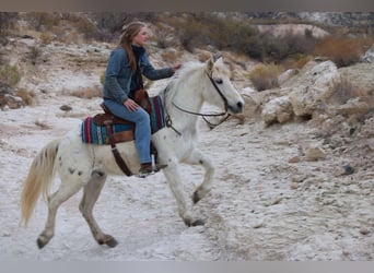 Caballo cuarto de milla, Caballo castrado, 7 años, White/Blanco
