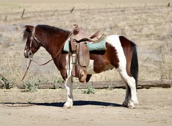 Caballo cuarto de milla, Caballo castrado, 8 años, 107 cm, Tobiano-todas las-capas