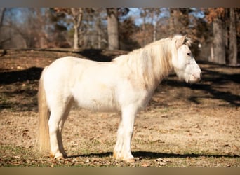 Caballo cuarto de milla, Caballo castrado, 8 años, 122 cm, Ruano alazán