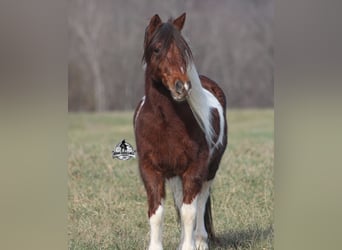 Caballo cuarto de milla, Caballo castrado, 8 años, 123 cm, Tobiano-todas las-capas