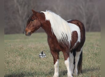 Caballo cuarto de milla, Caballo castrado, 8 años, 123 cm, Tobiano-todas las-capas
