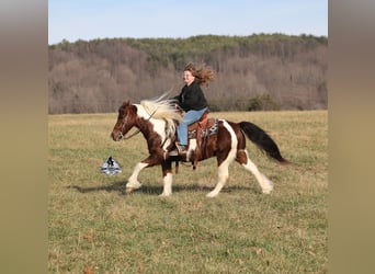 Caballo cuarto de milla, Caballo castrado, 8 años, 123 cm, Tobiano-todas las-capas