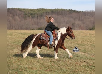 Caballo cuarto de milla, Caballo castrado, 8 años, 123 cm, Tobiano-todas las-capas