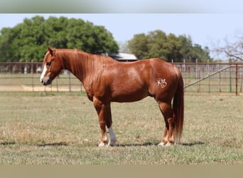 Caballo cuarto de milla, Caballo castrado, 8 años, 127 cm, Alazán-tostado