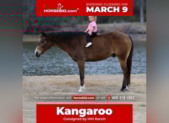 Caballo cuarto de milla, Caballo castrado, 8 años, 142 cm, Castaño rojizo