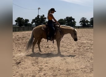 Caballo cuarto de milla, Caballo castrado, 8 años, 142 cm, Palomino