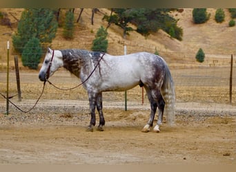 Caballo cuarto de milla, Caballo castrado, 8 años, 142 cm, Tordo rodado