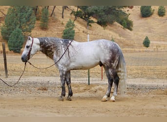Caballo cuarto de milla, Caballo castrado, 8 años, 142 cm, Tordo rodado