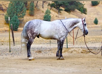 Caballo cuarto de milla, Caballo castrado, 8 años, 142 cm, Tordo rodado