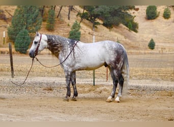 Caballo cuarto de milla, Caballo castrado, 8 años, 142 cm, Tordo rodado