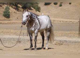 Caballo cuarto de milla, Caballo castrado, 8 años, 142 cm, Tordo rodado