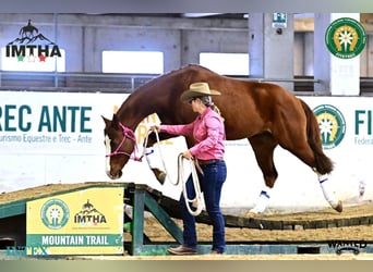 Caballo cuarto de milla, Caballo castrado, 8 años, 145 cm, Alazán