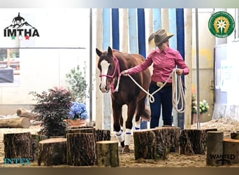 Caballo cuarto de milla, Caballo castrado, 8 años, 145 cm, Alazán