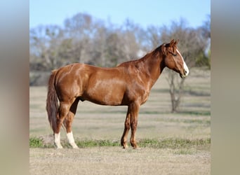 Caballo cuarto de milla, Caballo castrado, 8 años, 147 cm, Alazán-tostado
