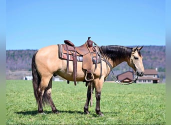 Caballo cuarto de milla, Caballo castrado, 8 años, 147 cm, Buckskin/Bayo
