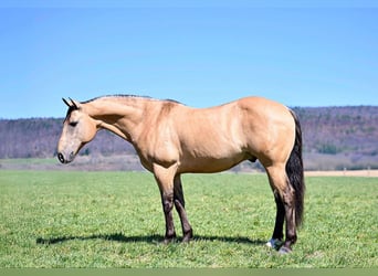 Caballo cuarto de milla, Caballo castrado, 8 años, 147 cm, Buckskin/Bayo