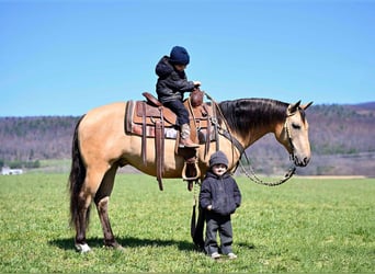 Caballo cuarto de milla, Caballo castrado, 8 años, 147 cm, Buckskin/Bayo