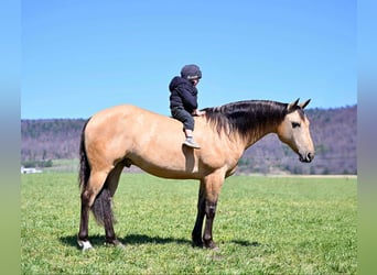 Caballo cuarto de milla, Caballo castrado, 8 años, 147 cm, Buckskin/Bayo
