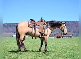 Caballo cuarto de milla, Caballo castrado, 8 años, 147 cm, Buckskin/Bayo