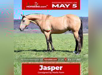Caballo cuarto de milla, Caballo castrado, 8 años, 147 cm, Buckskin/Bayo
