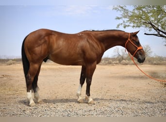 Caballo cuarto de milla, Caballo castrado, 8 años, 147 cm, Castaño rojizo