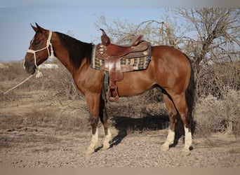 Caballo cuarto de milla, Caballo castrado, 8 años, 147 cm, Castaño rojizo