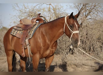 Caballo cuarto de milla, Caballo castrado, 8 años, 147 cm, Castaño rojizo