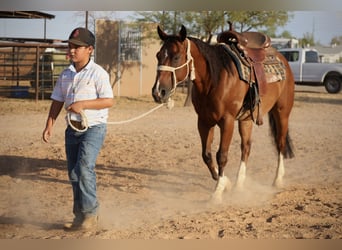 Caballo cuarto de milla, Caballo castrado, 8 años, 147 cm, Castaño rojizo