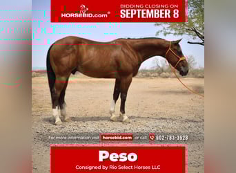 Caballo cuarto de milla, Caballo castrado, 8 años, 147 cm, Castaño rojizo