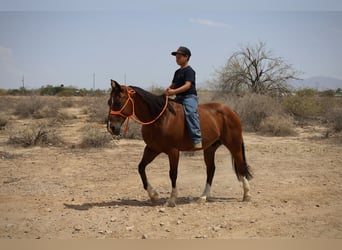 Caballo cuarto de milla, Caballo castrado, 8 años, 147 cm, Castaño rojizo