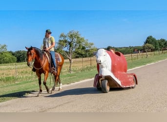 Caballo cuarto de milla, Caballo castrado, 8 años, 147 cm, Castaño rojizo
