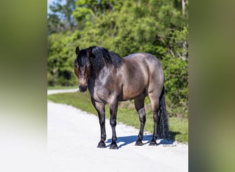 Caballo cuarto de milla, Caballo castrado, 8 años, 147 cm, Castaño-ruano