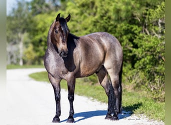Caballo cuarto de milla, Caballo castrado, 8 años, 147 cm, Castaño-ruano
