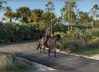 Caballo cuarto de milla, Caballo castrado, 8 años, 147 cm, Castaño-ruano