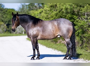 Caballo cuarto de milla, Caballo castrado, 8 años, 147 cm, Castaño-ruano