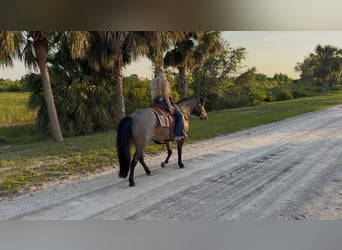 Caballo cuarto de milla, Caballo castrado, 8 años, 147 cm, Castaño-ruano