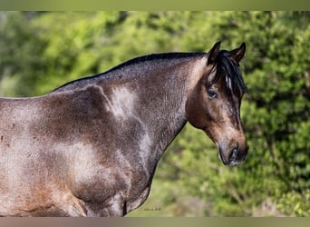 Caballo cuarto de milla, Caballo castrado, 8 años, 147 cm, Castaño-ruano