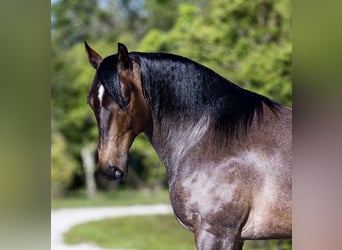 Caballo cuarto de milla, Caballo castrado, 8 años, 147 cm, Castaño-ruano