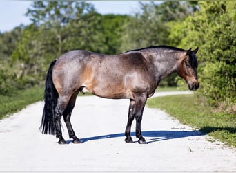 Caballo cuarto de milla, Caballo castrado, 8 años, 147 cm, Castaño-ruano