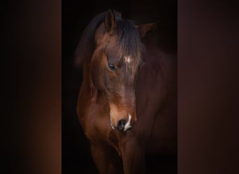Caballo cuarto de milla Mestizo, Caballo castrado, 8 años, 148 cm, Castaño