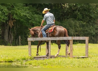 Caballo cuarto de milla, Caballo castrado, 8 años, 150 cm, Alazán rojizo