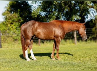 Caballo cuarto de milla, Caballo castrado, 8 años, 150 cm, Alazán rojizo