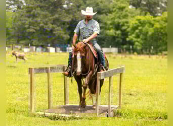 Caballo cuarto de milla, Caballo castrado, 8 años, 150 cm, Alazán rojizo