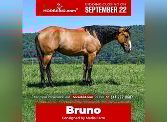 Caballo cuarto de milla, Caballo castrado, 8 años, 150 cm, Bayo