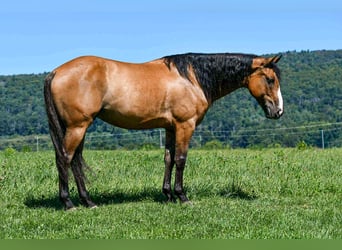 Caballo cuarto de milla, Caballo castrado, 8 años, 150 cm, Bayo