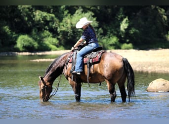 Caballo cuarto de milla, Caballo castrado, 8 años, 150 cm, Buckskin/Bayo